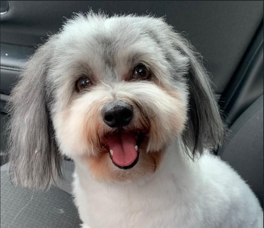 Rare surgery saves Coton de Tulear with canine laryngeal cancer Cornell University College of